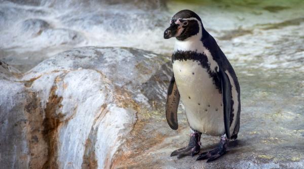 pinguinii pe cale de disparitie