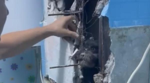 pompierii din hunedoara s au chinuit doua ore sa salveze un caine care intrase sub o chiuveta