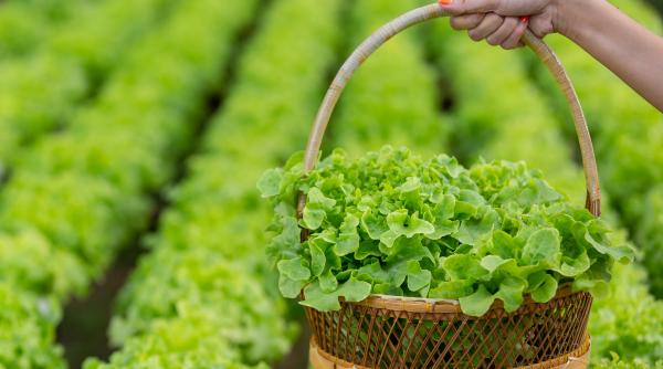 trucul unui bucatar coreean pentru a pastra salata proaspata mai mult de 60 de zile