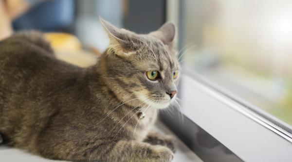 de ce stranuta pisica si cand trebuie sa te ingrijorezi