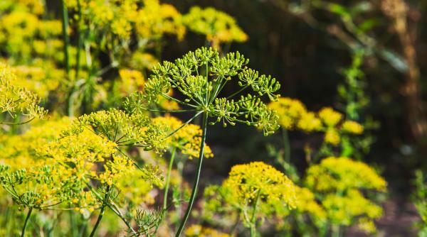 tu ai auzit soaptele din gradina ta exista plante care ar putea vorbi spun expertii
