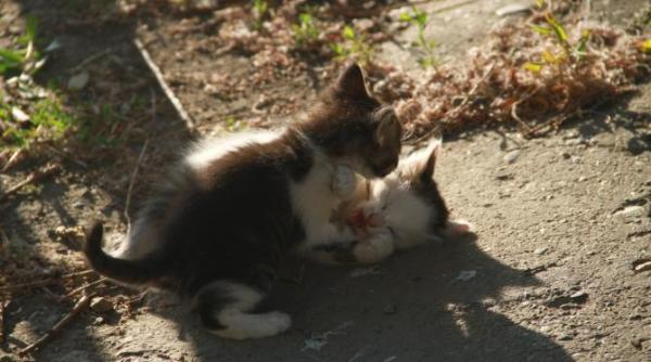 cat costa in spania sa ti clonezi cainele sau pisica ati plati aceasta suma