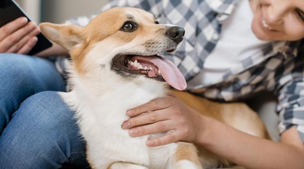 cele trei sfaturi de aur pentru stapanii de caini alexandru maria mai nu i mai umanizati pentru ca stricati toata natura lor
