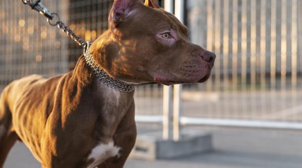 mitul cel mai raspandit despre pitbulli dezlegat de alexandru maria mai omul din capatul lesei el este problema video