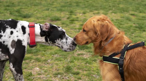 cinci motive pentru care cainii latra la alti caini