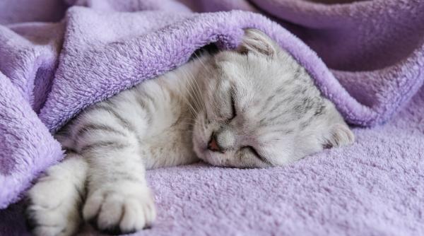 limbajul secret al felinelor ce vrea sa transmita pisica prin pozitia in care doarme