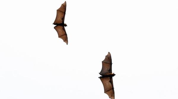 cati pterodactilii zboara joi din csat