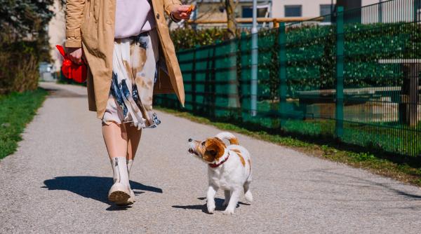 cum sa ti inveti cainele sa ignore alti caini sase pasi simpli care iti vor face plimbarile mai placute
