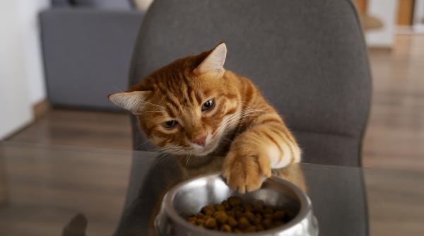 de ce e pisica tot timpul flamanda si cand ar trebui sa te ingrijorezi