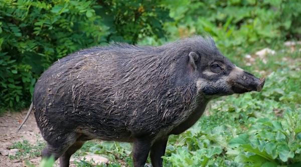 invazie de mistreti la campulung video viral