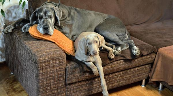 ti ai luat inca un caine afla cum sa le faci cunostinta animalutelor tale