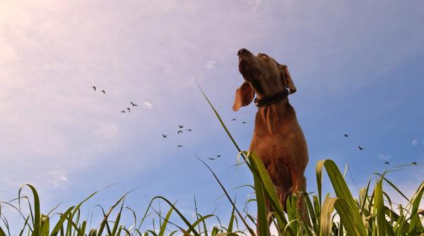 cum iti protejezi cainele de canicula greseala pe care o fac multi crezand ca asa le fac un bine dar e total invers