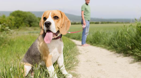 sfaturi de care sa tii cont atunci cand iti plimbi cainele in sezonul cald