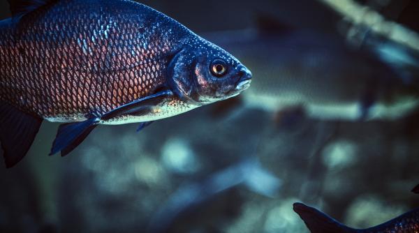 unde a fost descoperit singurul peste cu dinti umani si ochiul lui sauron