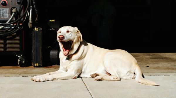 este cascatul contagios de ce facem asta chiar si atunci cand nu suntem obositi