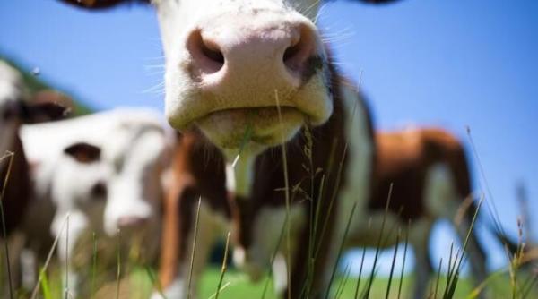 o bovina a intrat pe autostrada a3 in prahova si a provocat un accident grav