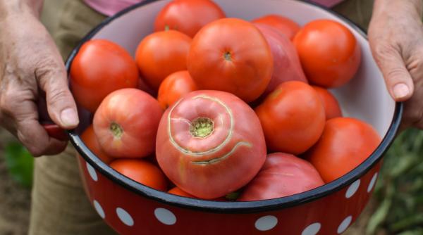 cifra record in olt 8 700 de producatori de tomate si usturoi eligibili pentru ajutorul de 1 500 de euro