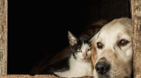 asociatiile de protectia animalelor din romania intre bine si rau kola kariola