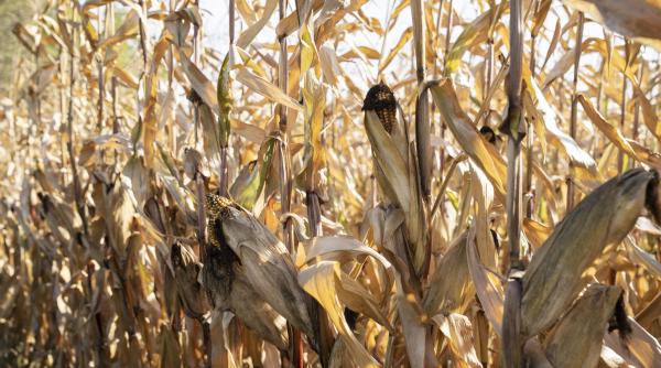 cultura de porumb compromisa din cauza secetei fermier nu este vina noastra trebuie sa vina si statul cu ceva in ajutorul nostru