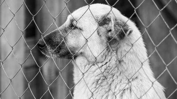 minunatele adoptii din strainatate marius chirca kola kariola am ajuns sa ma duc personal in anglia sa incerc sa imi recuperez caini