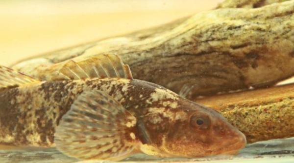 aspretele cel mai rar peste din lume o provocare pentru cercetatori au venit specialisti din olanda in romania pentru a l fotografia foto