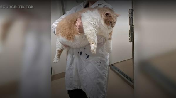 ea este pisica obeza care a cucerit internetul axel e fitness influencer si are deja milioane de urmaritori pe tiktok