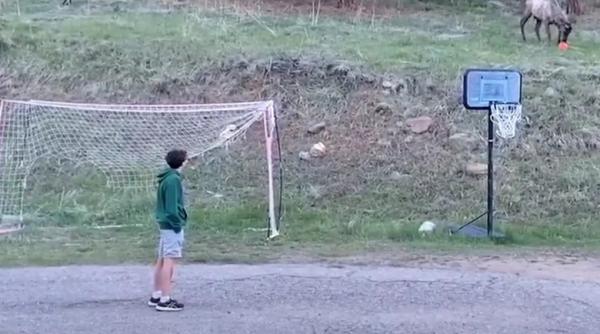 si elanii iubesc fotbalul momentul cand animalul se alatura unor tineri care jucau pase intr o curte imaginile au devenit virale