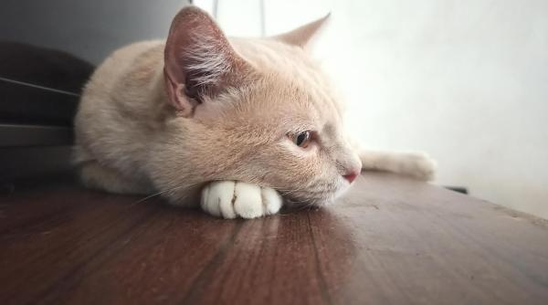 veterinarii in alerta coronavirus felin foarte infectios pisicile sunt in pericol