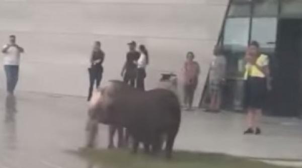 trei porci au aparut in fata noului terminal schengen al aeroportului din timisoara imaginile sunt virale