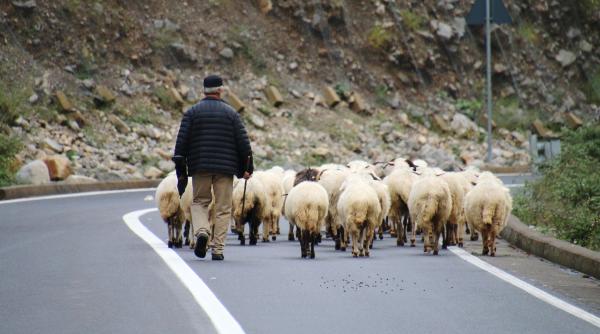 un cioban a fost amendat dupa ce si a scos oile pe pista de biciclete