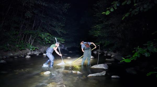 imagini istorice cu aspretele cel mai rar peste din lume filmat pentru prima data pe timp de noapte in raul valsan video galerie foto