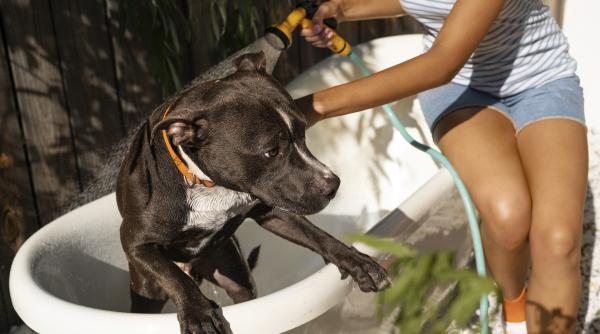 de ce nu ar trebui niciodata sa stropesti cainele cu apa pe canicula