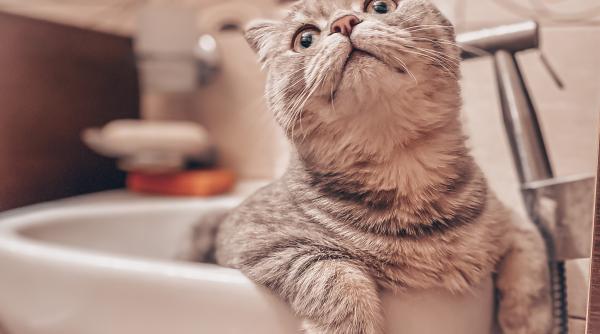 de ce pisicile iubesc sa petreaca timp in baie sase motive pe care sigur nu le stiai