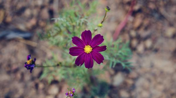 dune ale celui mai arid desert de pe planeta au fost acoperite de flori foto