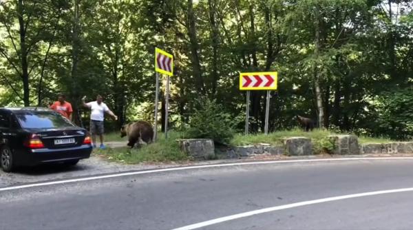 clipul de 90 de secunde care arata cine e de vina pentru invazia ursilor cand lor le e foame tie sa ti fie frica end of story lectia primita de la tata cand aveam 5 ani