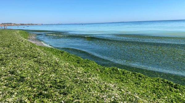 nebunie cu algele de pe litoral turistii si au anulat concediile matichescu omd mamaia nord altii dau bani multi pentru tratament cu alge