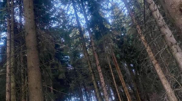 risc mortal in poiana brasov nu iesiti dupa ora 21 00 romania tara in care ursii vin si in curtile spitalelor omor oameni si nimeni nu face nimic