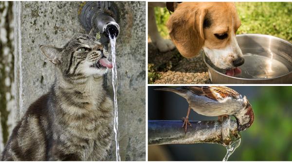 e vara de foc puneti apa pentru animalele strazii exemplul turciei si al altor zeci de state sanatoase care aseaza romania la coada rusinii