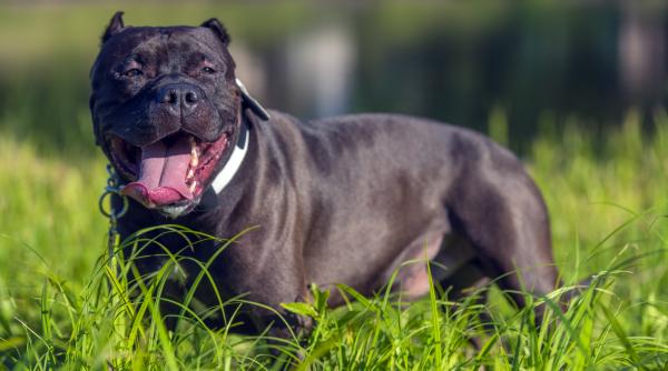 tara care interzice cainii din rasa american bully xl atacurile din ce in ce mai dese