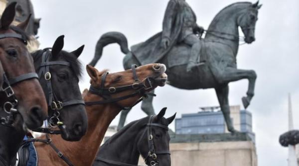 laura epuras de la cavaleria jandarmeriei invitatul saptamanii la dc anima