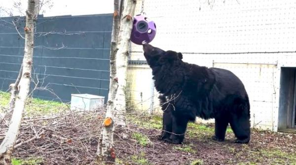 yampil ursul salvat din ucraina si relocat in scotia a murit