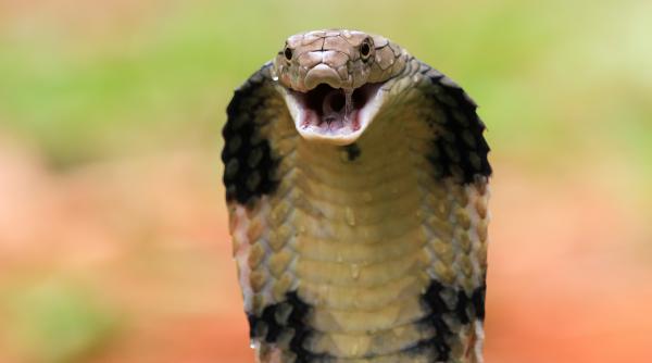 alarmant vipere intr un cartier suprapopulat din cluj