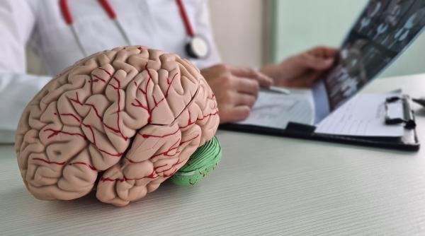 are legatura masa corporala cu dimensiunea creierului in cazul animalelor cercetatorii explica