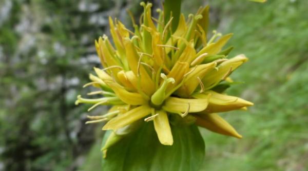 planta protejata de lege alta decat bujorul pe care nu ai voie sa o culegi sau sa o tai risti amenda de mii de lei sau 3 luni de inchisoare