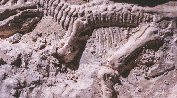 de ce mancau chinezii fosile de dinozaur s a aflat abia acum