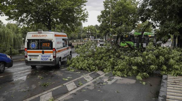 atentie cad copaci noroc cu vremea caci asteptand dupa tomografie nici copacii nu mai vor sa traiasca in bucurestiul unde doar gasim vinovati nu solutii