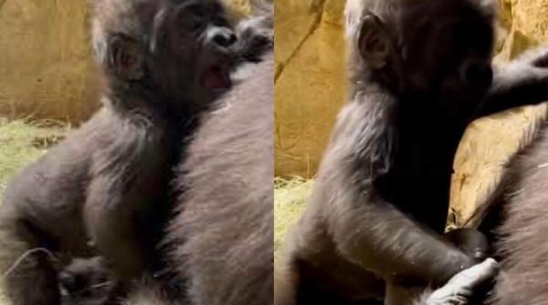 momentul unic cu un pui de gorila care se ridica pentru prima data in picioare reactia mamei face totul video