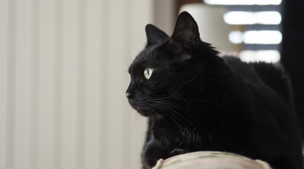 teste psihiatrice pentru participantii la emisiuni tv psiholog despre cazul motanilor aruncati de la balcon