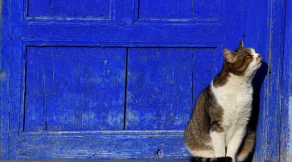 ce s ar fi intamplat daca motanul aruncat de la balcon ar fi fost om am facut o analiza juridica dupa ce i s a deschis dosar penal concurentului de la insula iubirii