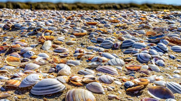 romania va avea ferme de midii